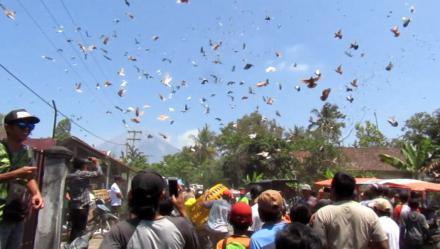 pelepasan burung3